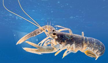 Lobster against a blue background with dna