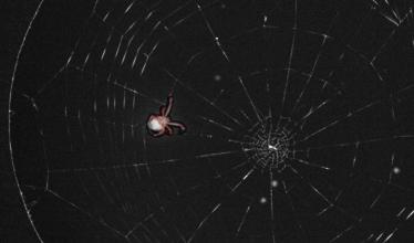 A spider crawling up to a web