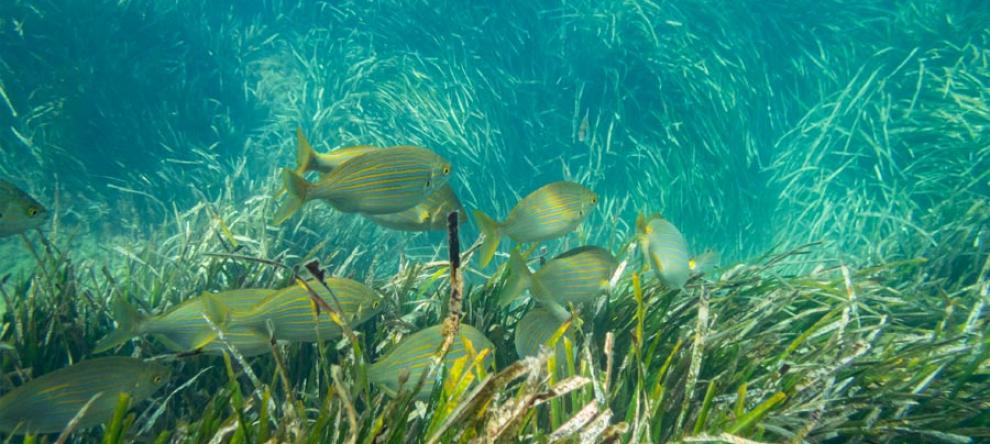 Fish swim over bed of seagrass